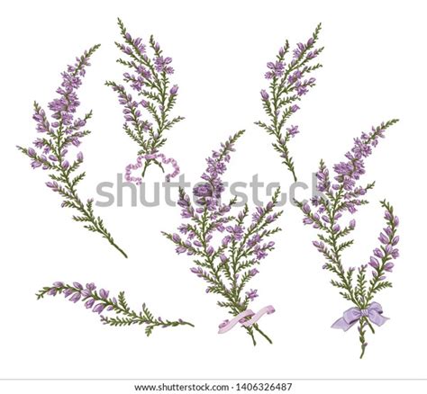 57,202 Heather Flower Images, Stock Photos & Vectors | Shutterstock