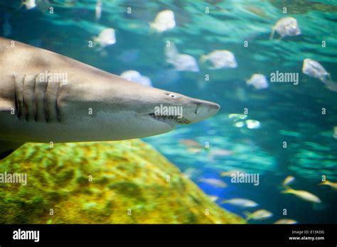 Shark in an aquarium Stock Photo - Alamy