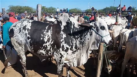 Touro Nelore Pintado Na Feira Do Gado De Tabira Pe Dia Youtube