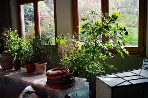 Quand Rentrer Les Plantes Frileuses Pour Ne Pas Les Perdre Le Parisien