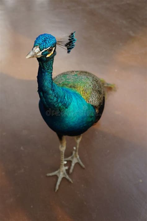 741 Baby Peacock Stock Photos - Free & Royalty-Free Stock Photos from ...