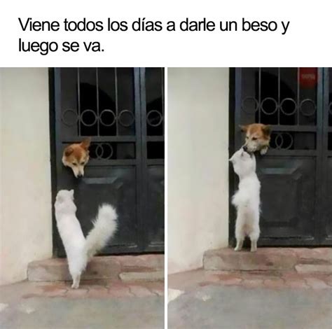 10 Divertidos Memes De Perros Que Te Harán Sonreír Panda Curioso