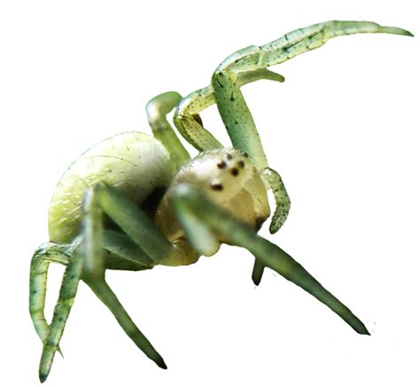 Spider Png Image Png Mart