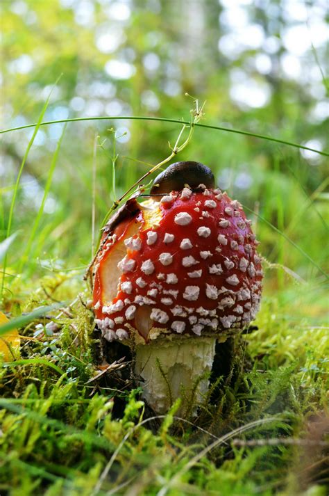 Photo Of A Fly Agaric Mushroom Captured In Scotland On 31st September