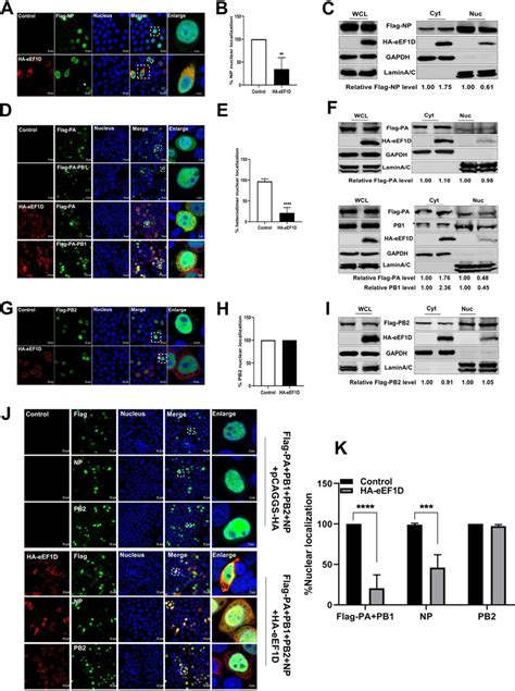 Eef D Affects The Nucleocytoplasmic Distribution Of Viral Np And Pa Pb