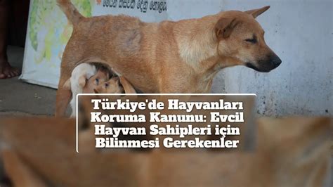 T Rkiye De Hayvanlar Koruma Kanunu Evcil Hayvan Sahipleri I In