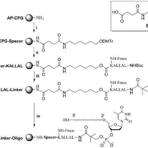 Scheme 1 Synthesis Of Peptide Rna Conjugates Reagents And Conditions