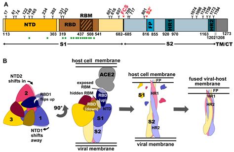 Viruses Free Full Text Structural Analysis Of Neutralizing Epitopes