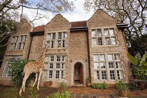 Giraffe Manor Nairobi Kenya Famous All Over Giraffe Hotel