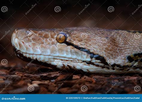 Snake Portrait Reticulated Python Malayopython Reticulatus In The