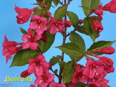 ВЫРАЩИВАНИЕ РОЗ В МИНСКЕ! Посадка, сорта, кусты. : Вейгела красная