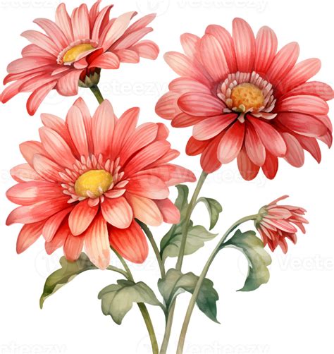 Gerbera Daisies Flowers Watercolor Ai Generate 25860394 Png