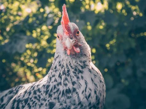 Considering Green Queen Chicken Breed? Read This First