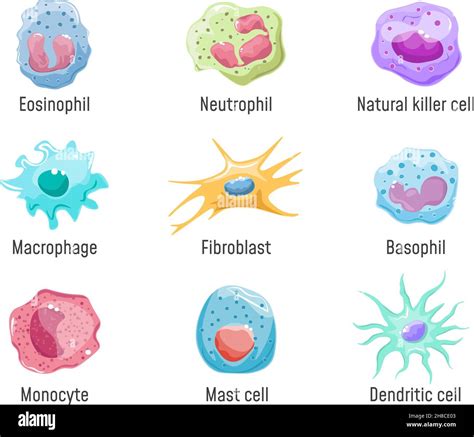 Lymphozyt Der Zellen Immunsystem Menschliche Anatomie Blutzellen Oder