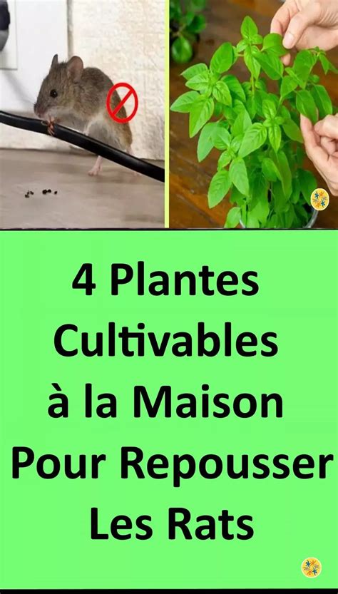 Repousser les Rats Avec 4 Plantes Cultivables à la Maison Rats Herbs