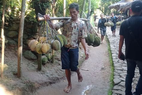 Petani Badui Raup Jutaan Rupiah Dari Panen Buah Durian Antara News Banten