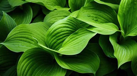 Macros Close Up Macro Background Of Natural Green Hosta Plant Leaves