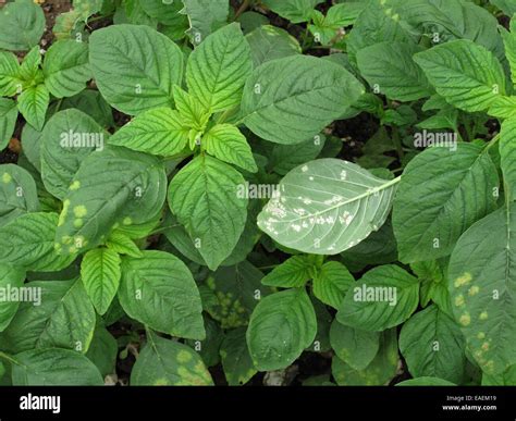 White Rust Albugo Bliti Blisters On The Upper Surface Of Amaranth Or