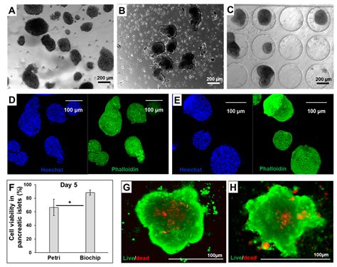 Metabolites Free Full Text Investigation Of The Exometabolomic