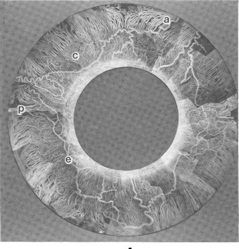 Figure From The Ciliary Vasculature And Its Perturbation With Drugs