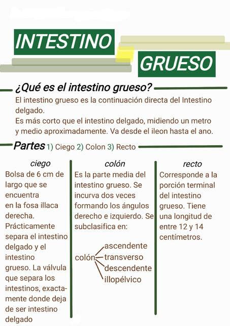 Intestino Grueso Resumen Fer M UDocz