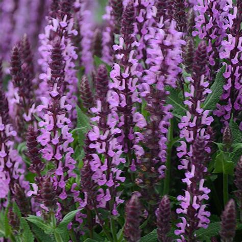 Pink Profusion Perennial Salvia Van Wilgen S Garden Center