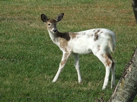 Rare Deer Spotted In North Olmsted