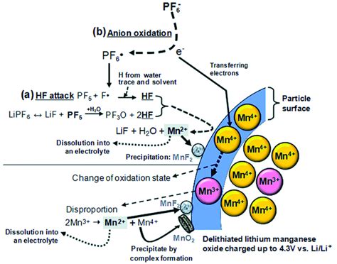 Schematic Presentation For The Manganese Dissolution Out Of A