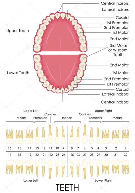 Anatomía dental humana 2023