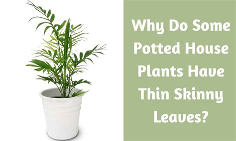 Why Do Some Potted House Plants Have Thin Skinny Leaves