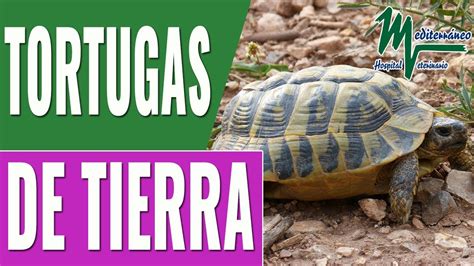 Tortugas De TierracÓmo Cuidar A Las Tortugas De Tierra ¡consejos