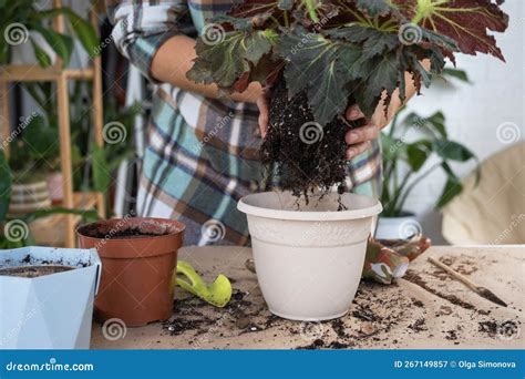 Transplanting A Home Plant Begonia Into A Pot With A Face A Woman