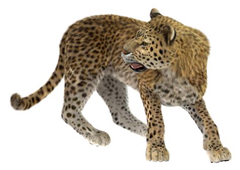 Big Cat Leopard Wildcat, Jungle, Isolated, Wilderness PNG Transparent ...