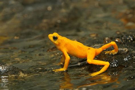 Panamanian Golden Frog Facts | CRITTERFACTS