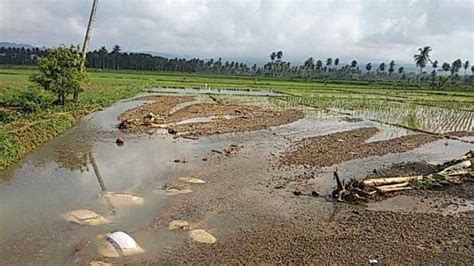 Hektare Lahan Pertanian Di Tanggamus Rusak Akibat Banjir Dan