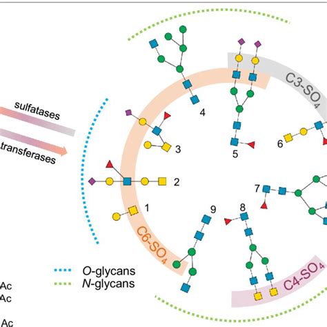 N And O Glycan Sulfation N And O Glycans Can Be Chemically Modified