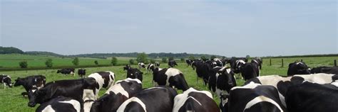 The Dairy Roadmap Why Is It Important For Farmers Agricology