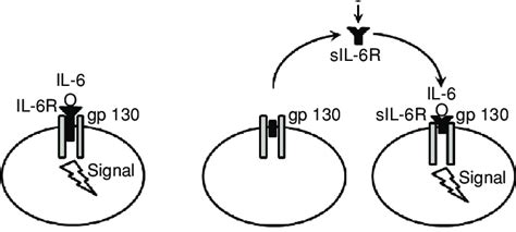 IL-6 receptor signaling pathways. Classic signaling involves IL-6... | Download Scientific Diagram