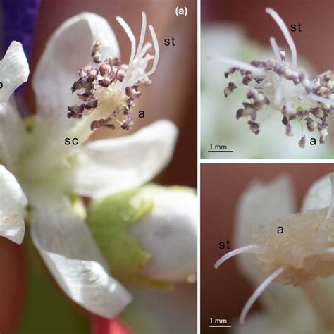 A Floral Morphology Of Ripariosida Hermaphrodita B The Open