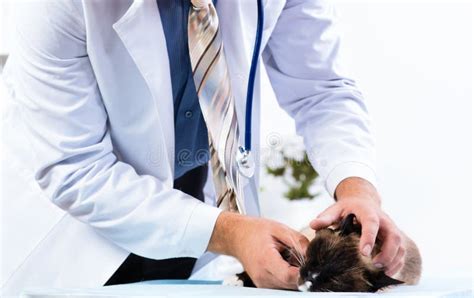 Vet Checks The Health Of A Cat Stock Photo Image Of Health Person