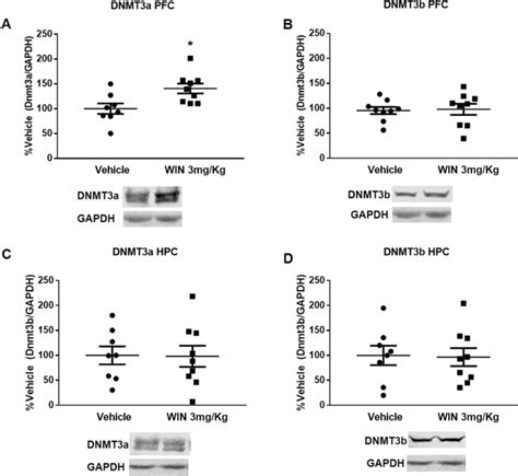 Effect Of Adolescent Cannabinoid Exposure On DNMT3a And DNMT3b