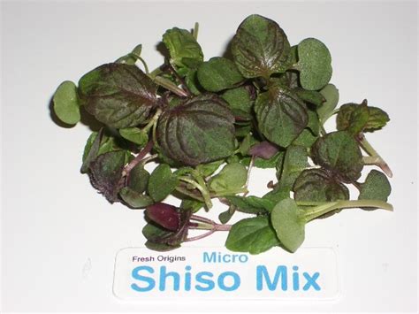 Micro Green Perilla Red Shiso 4 Oz Fresh Ref 4 Oz Food Innovations