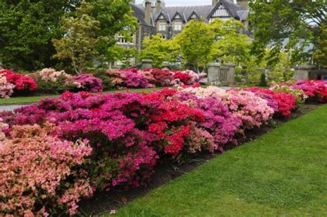 National Trust Cymru Share The Best Gardens For Blossom Ahead Of