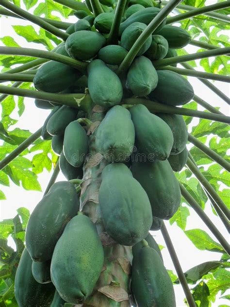 Papayas On The Trunk Of A Papaya Tree Stock Photo Image Of Grow Farm