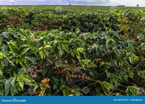 Cafeeiro Na Fazenda Brasileira Imagem De Stock Imagem De Exterior