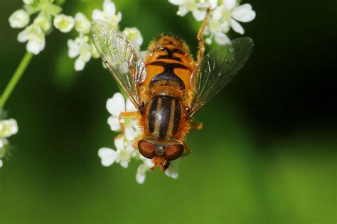 Parhelophilus Sp May Fovslet Forest Kolding Denmar Erland