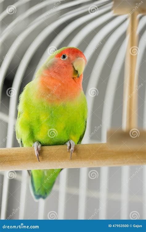 Rosy Faced Lovebird stock photo. Image of bird, animal - 47953500