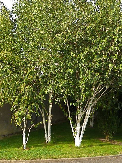 Betula Utilis Alchetron The Free Social Encyclopedia