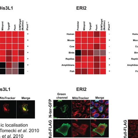 Investigations Of The Subcellular Localization Of Candidate