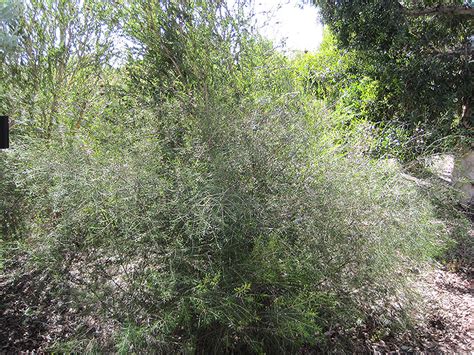 Geraldton Waxflower Chamelaucium Uncinatum In Orange County Ca